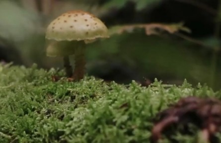 用微观的眼睛看 森林是一个童话王国