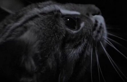 月圆之夜 豹猫捕食却一无所获