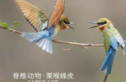 物种故事 | 栗喉蜂虎：专吃蜂类的“老虎”