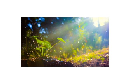《植物生理学》讲座视频系列