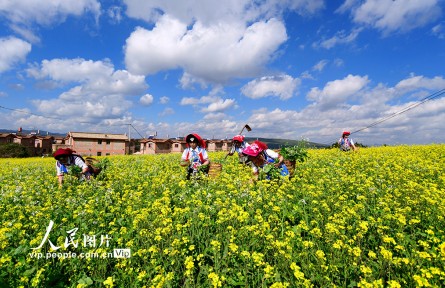 云南弥勒：油菜花田农事忙