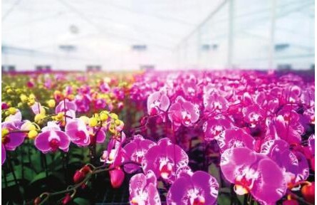 春节临近鲜花俏 云南花卉市场渐升温