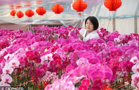 春节近 花卉俏