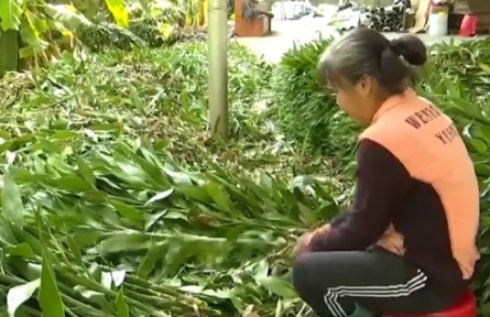 海南海口咸来村：富贵竹铺就致富路 村民生活节节高