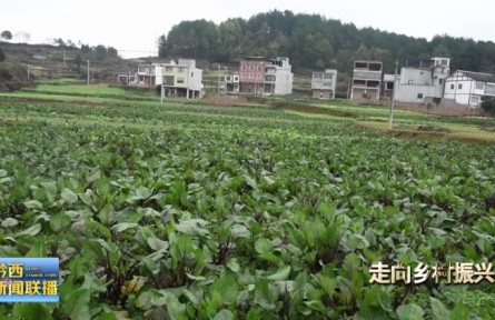 贵州黔西扯泥村：大力发展蔬菜产业 助力群众增收