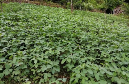 云南怒江独龙江乡：防止耕地“非粮化” 稳定发展粮食生产