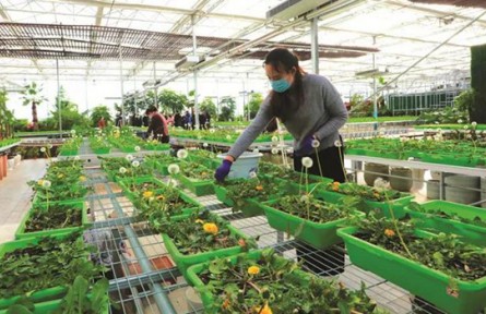 山东省威海市文登区：“红色引擎”激发乡村治理蝶变