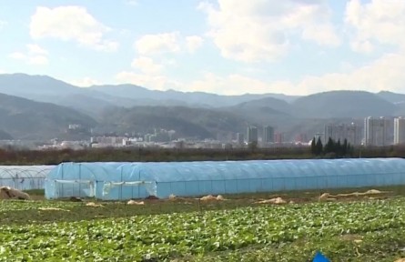 云南玉溪：特色果蔬获丰产 产业发展促增收