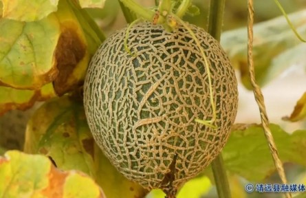 甘肃靖远：首批“脆皮蜜瓜”新鲜上市
