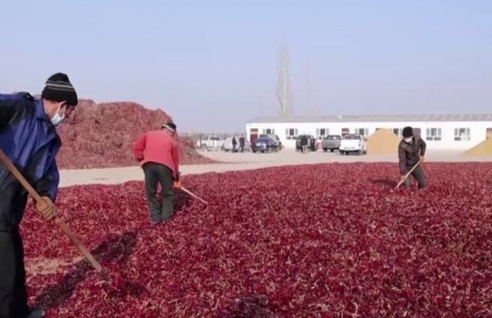 新疆兵团：合作社拓宽职工增收路