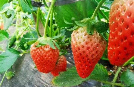 山东沂源：草莓采摘游让百姓增收致富