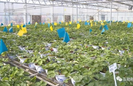 青海互助：高原草莓种植带动农民增收致富