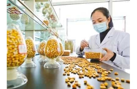 “中国粮主要用中国种”，为粮食安全筑牢种业基石