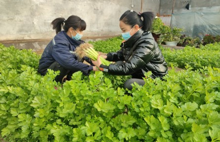 内蒙古乌海团结新村：田间寻年味 特色农产品直供春节餐桌