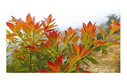 物种故事 | 木荷：我是“木上荷花”，也是生物防火卫士