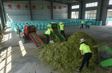 科技名词 | 饲料添加剂 feed additive
