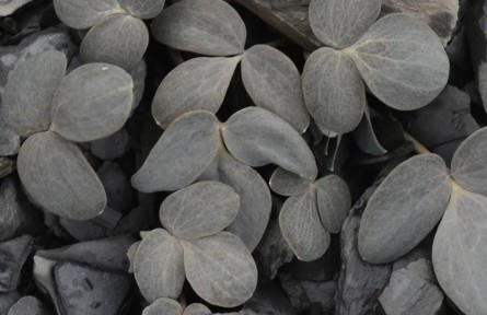 物种故事 | 囊距紫堇：植物界的“伪装高手”