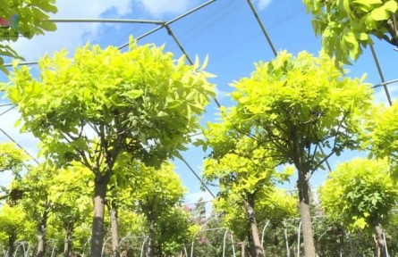 金叶白蜡