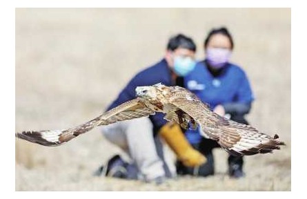 二十载真情守护 3000多只猛禽从这里重返蓝天