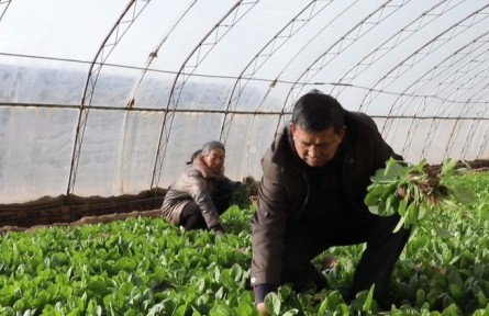 陕西榆林市榆阳区：大漠蔬菜总产值达4.3亿元 映出乡村好“丰”景
