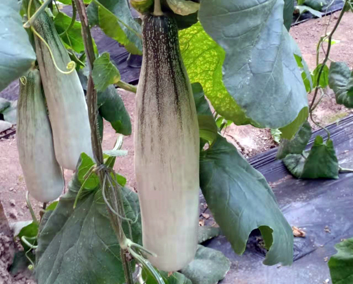潍坊青州羊角蜜甜瓜