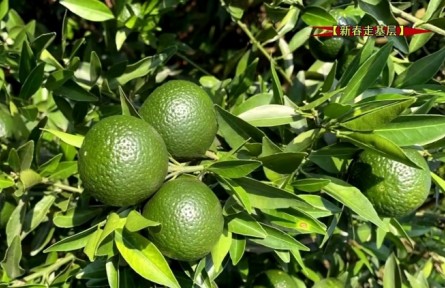 广东翁源廖晓明：种植茶枝柑制陈皮 带动村民共发展