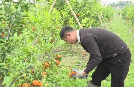 广东揭阳钟晓贤：种出柑果飘香 带动农民致富