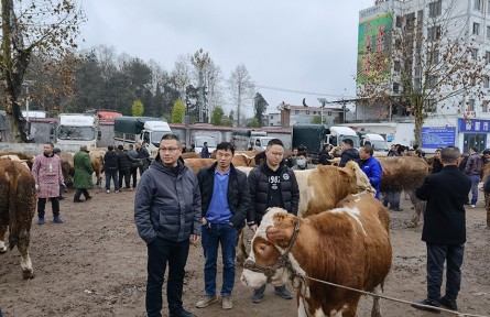 基层干部代祥飞：“一个猛子”扎进养牛产业
