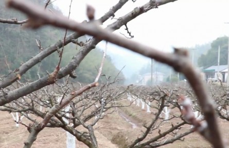 冬季果园管理技术：防冻防寒​