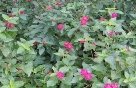 小赵说农事：园林花卉冬季管理