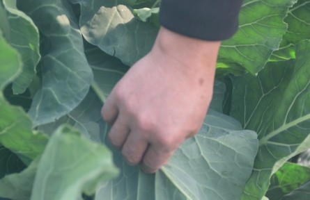 越冬花菜种植要点