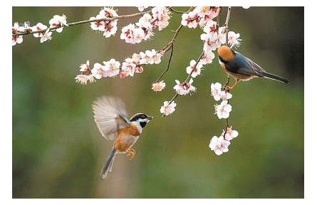 二十四节气：古诗词里的“时间美”