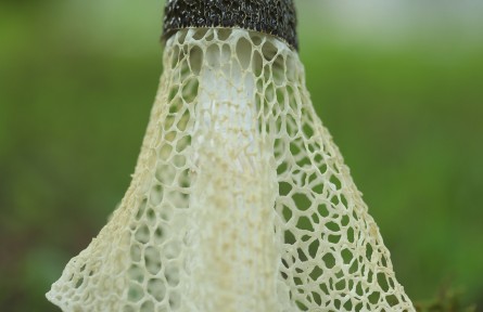 物种故事 | 海棠竹荪：毒性未知，臭到怀疑人生！