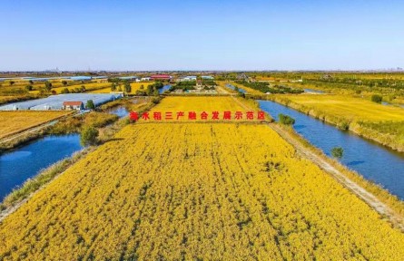 山东省潍坊市寒亭区：盐碱地上稻花香