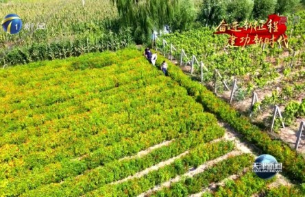 天津：高起点实施种业振兴行动 把饭碗牢牢端在自己手里