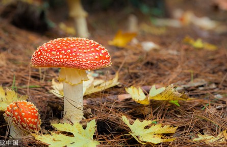 辟谣 | 关于毒蘑菇的五种错误说法 你信不信？