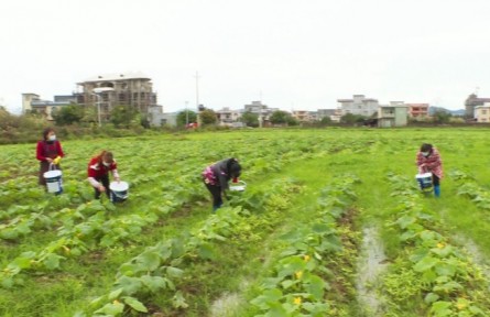 丰收故事 | 广西东兴：千亩西葫芦喜丰收 农民采摘忙