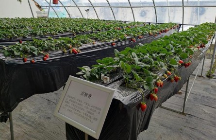 北京昌平86个草莓品种进行试种筛选，丰富品类助农增收