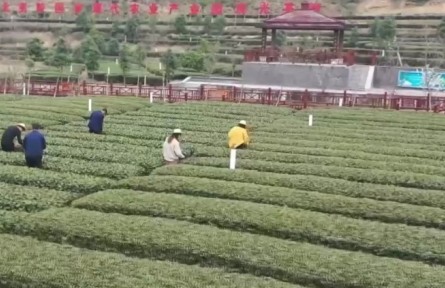湖北宜昌：早春茶进入采摘季 茶农争采抢先机