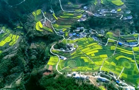 【新思想引领新征程】爱绿植绿护绿 让中国更美丽