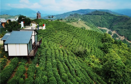 六条措施抓好春季茶园管理
