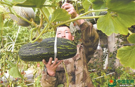 餐桌天天“见绿”，我军高原部队鲜菜保障能力大幅提升