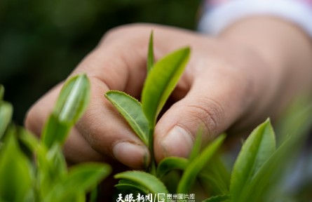 贵州从江：茶园春芽香