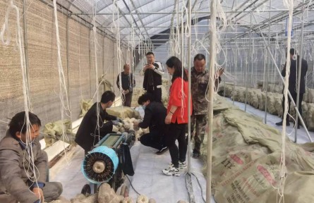 陕西柞水县凤凰镇：木耳产业成为农民增收致富的“金钥匙”