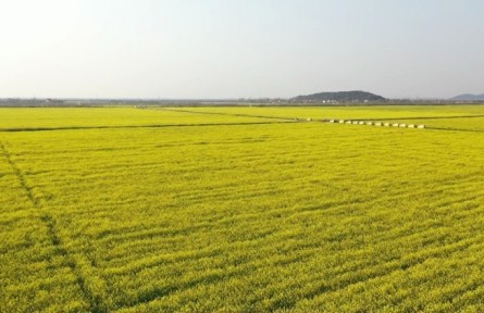 湖北武汉经开区：无人机飞防助力8000多亩油菜稳产增收