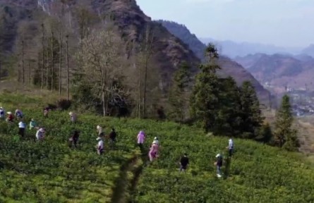 贵州：各地茶园吐新绿 春茶采摘正当时