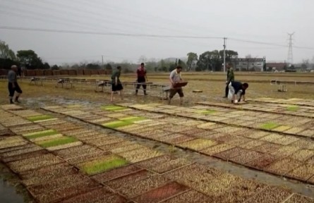 绿色春耕 力促粮食稳产提质
