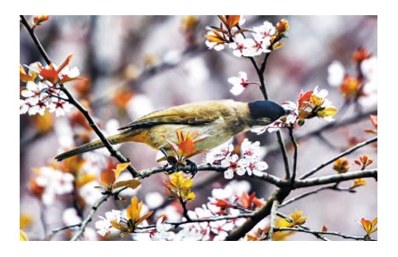 春分：时和气清天道均
