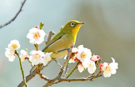 春分：燕子来时，陌上花开