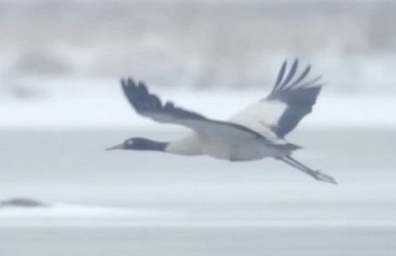 湖北阳新网湖湿地：春江水暖 鸟儿自在游
